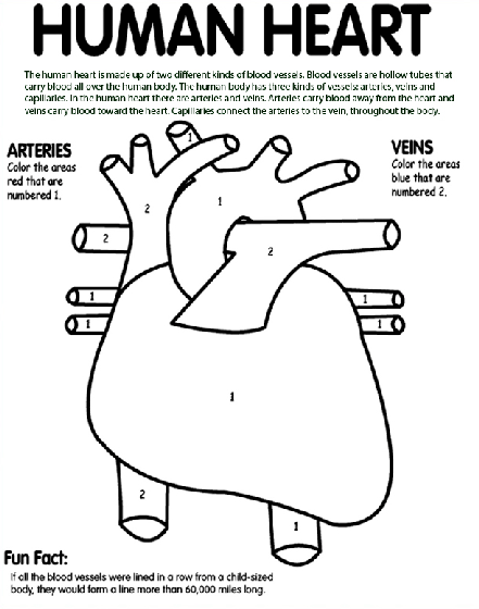 Heart Worksheet For Grade 2