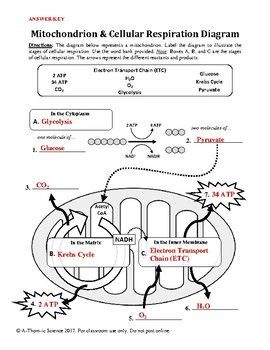 Photosynthesis And Respiration Worksheet Answer Key