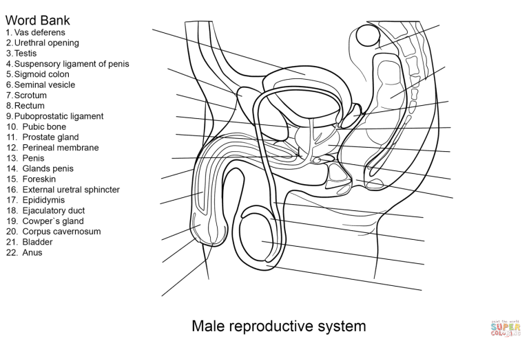 Male Reproductive System Worksheet Answer Key