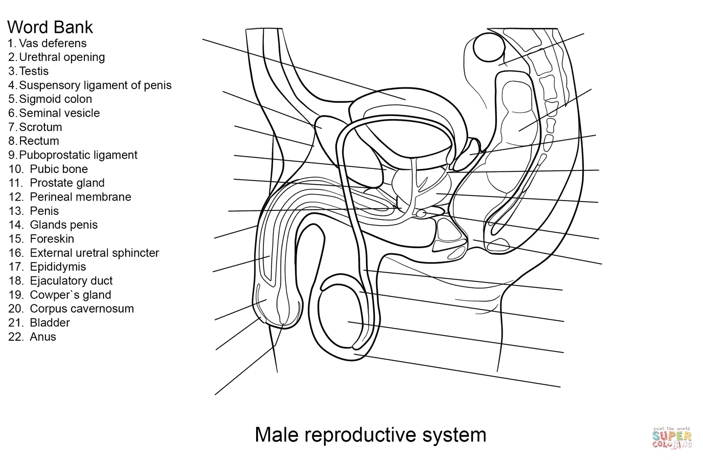 Male Reproductive System Worksheet Answers