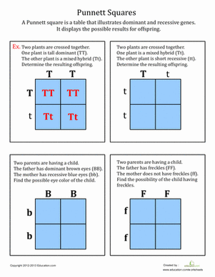 Punnett Square Worksheet 1 Answer Key