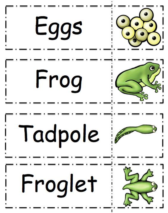 Life Cycle Of A Frog Worksheet For Preschool