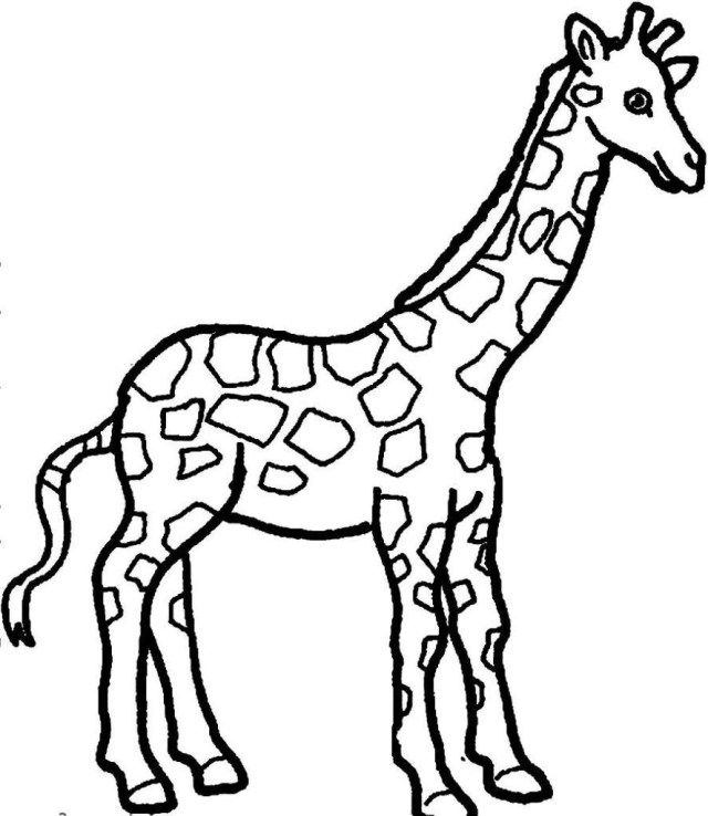 Giraffe Coloring