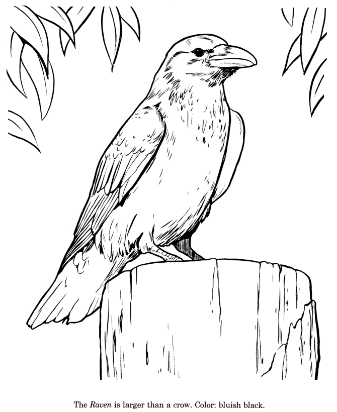 Raven Coloring Pages