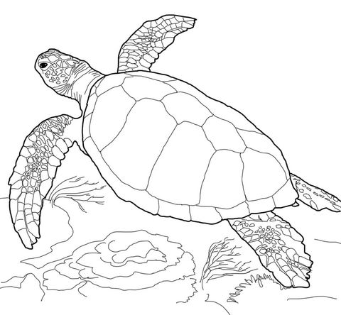 Sea Turtle Coloring Page