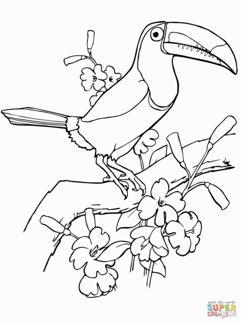 Toucan Coloring Page