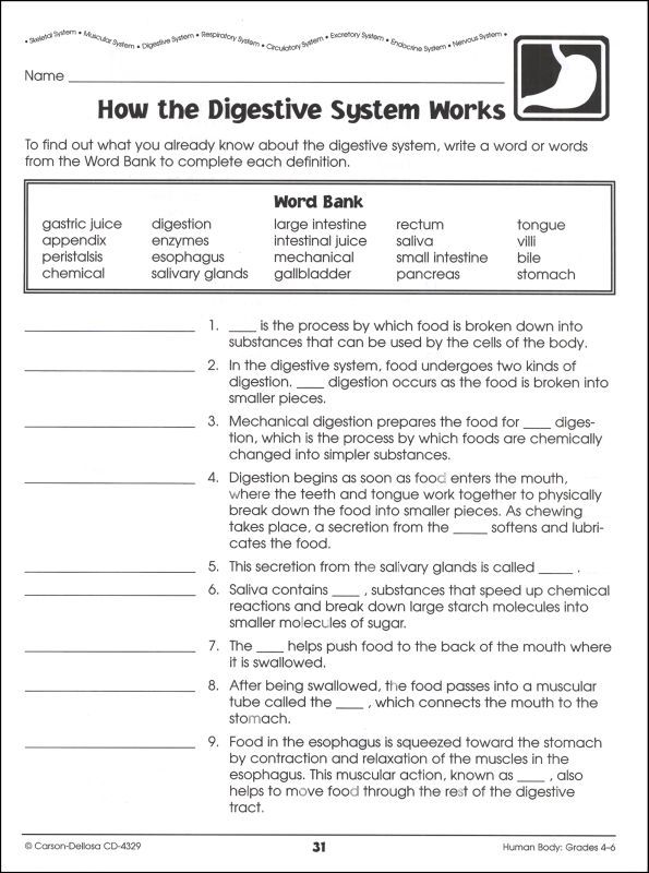 Digestive System Worksheet With Answers