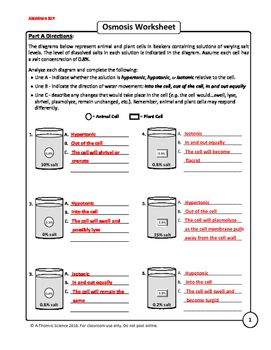 Osmosis Worksheet Answer Key