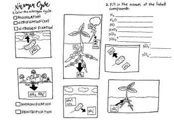 Nitrogen Cycle Worksheet Answer