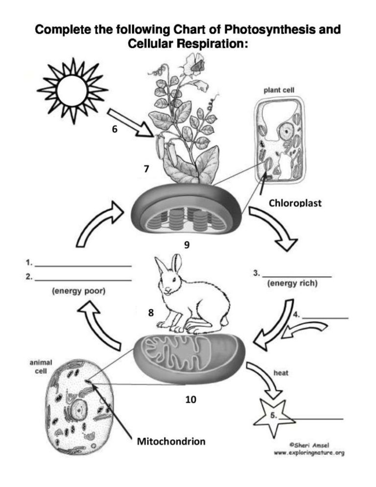 Photosynthesis & Cellular Respiration Worksheet