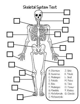 Skeletal System Worksheet Answers