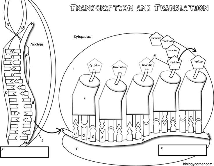 Transcription And Translation Worksheet