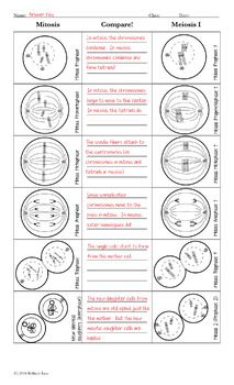 Meiosis Practice Worksheet Answers