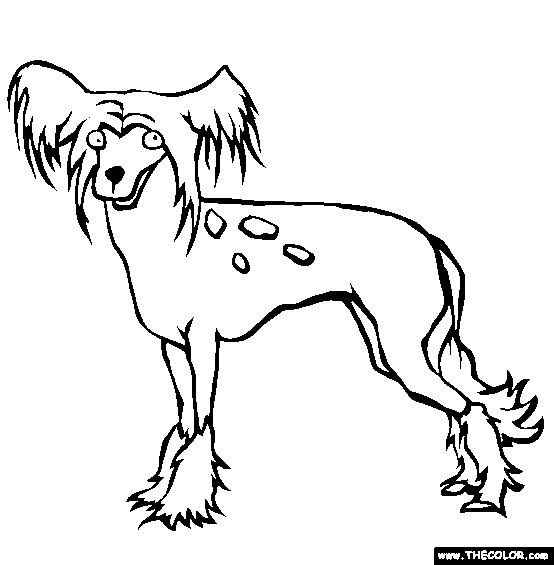 Dog Colouring In