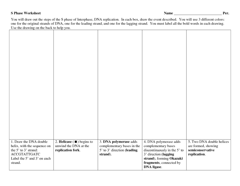 Dna Replication Practice Worksheet