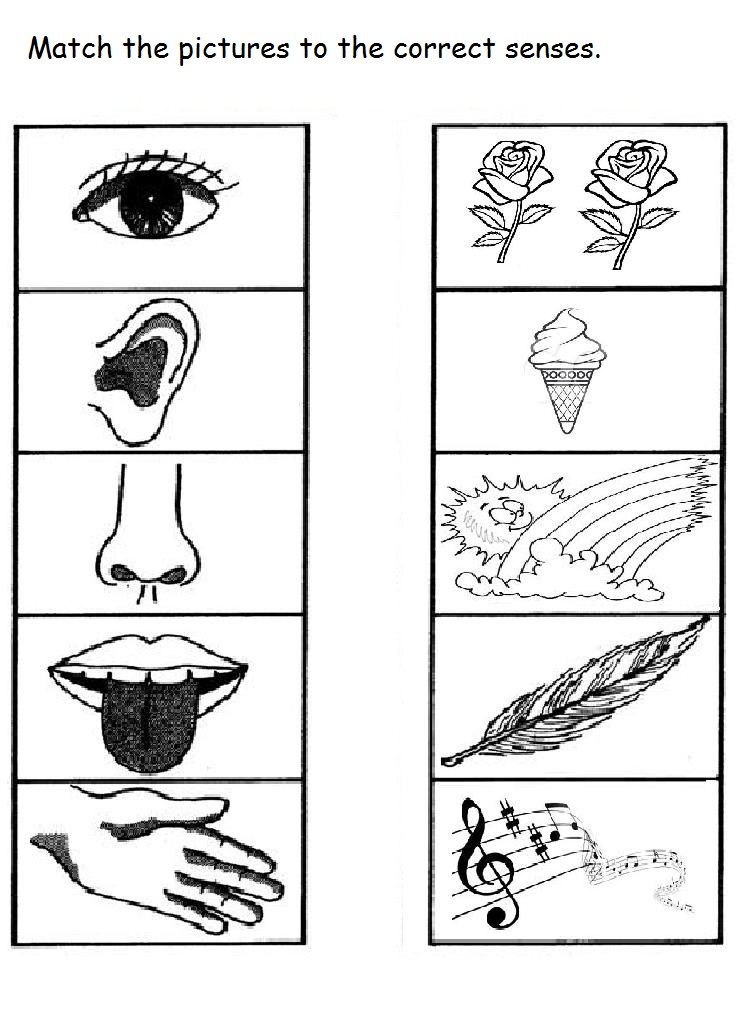 Senses Worksheet For Toddlers