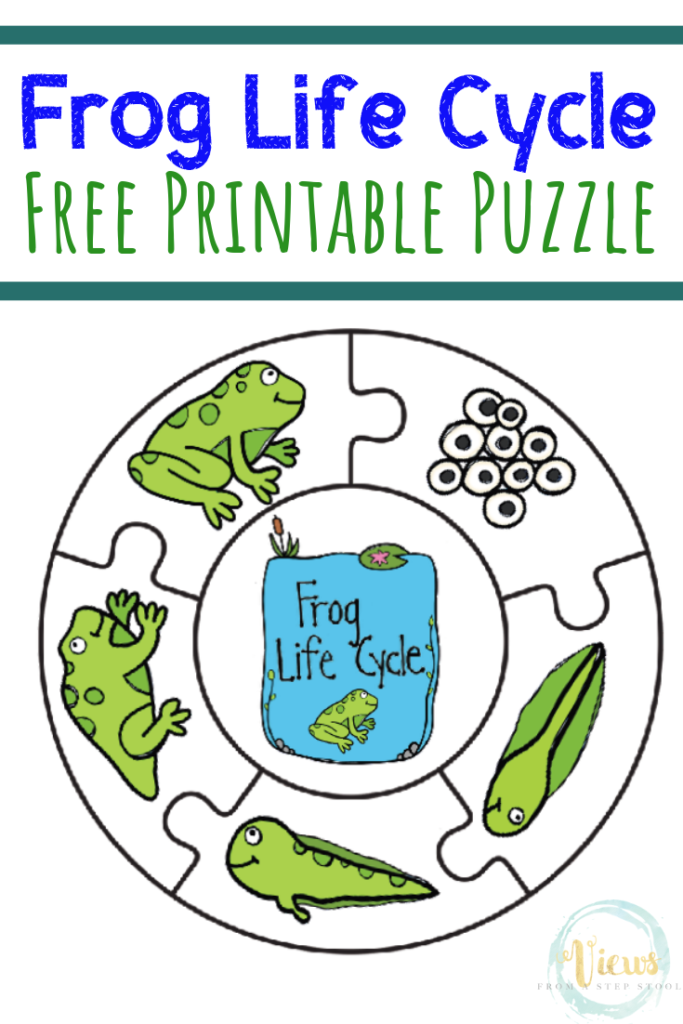 Life Cycle Of A Frog Worksheet Free