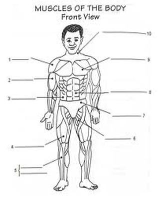 Muscular System Worksheet For Kids