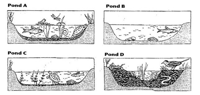 Ecological Succession Worksheet 7th Grade