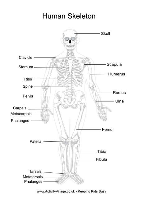 Anatomy Worksheets Free