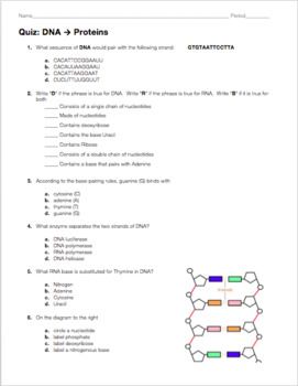 Dna Replication Practice Worksheet Answer Key