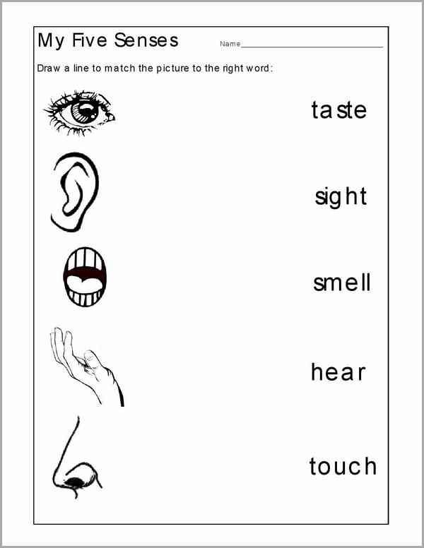 Five Senses Worksheets For Grade 1