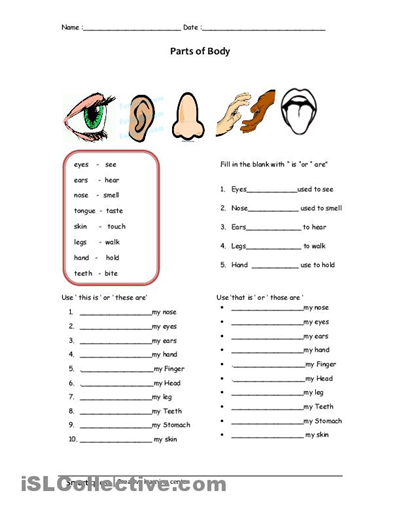 My Body Worksheets For Grade 1