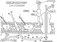 Photosynthesis & Chloroplast Diagram Labeling Worksheet