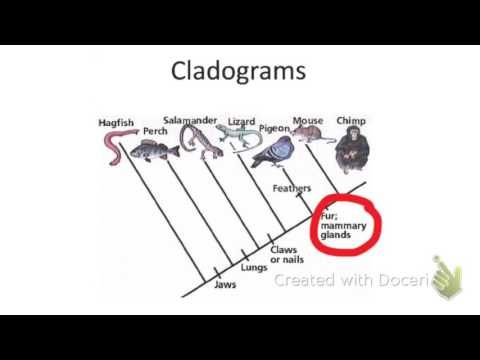 Cladogram Worksheet With Answers