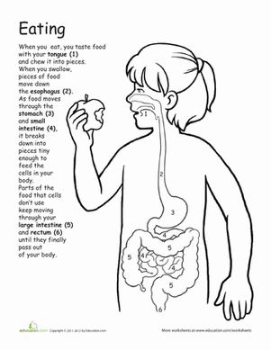 Digestive System Worksheet For Kindergarten