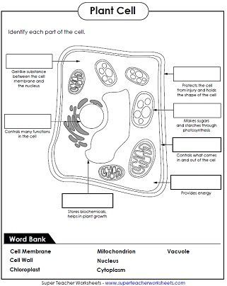 7th Grade Science Worksheets Cells