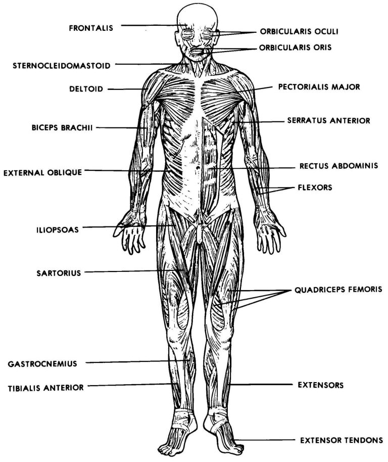 Muscular System Worksheet