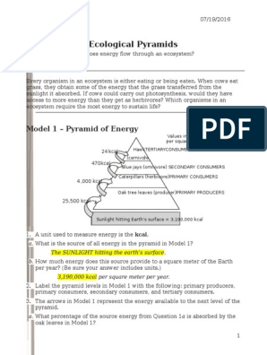 Ecological Pyramids Worksheet Answers Biozone