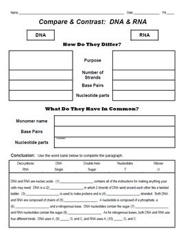 Dna Fingerprinting Activity Worksheet Pdf