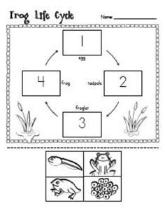 Life Cycle Of A Frog Worksheet For Kids