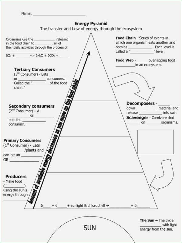 7th Grade Energy Pyramid Worksheet