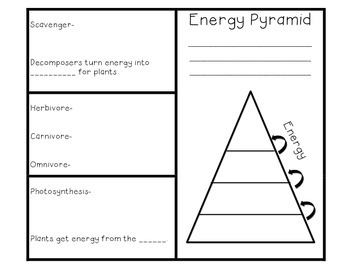 Energy Pyramid Worksheet Doc