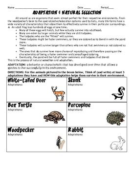 Natural Selection Worksheet