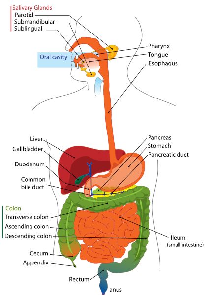 Digestive System Worksheet Labeled