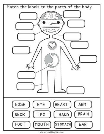 Anatomy Worksheets For Kids