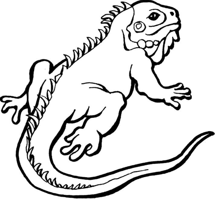 Iguana Coloring Page