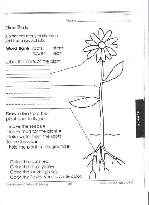 2nd Grade Science Worksheets On Plants