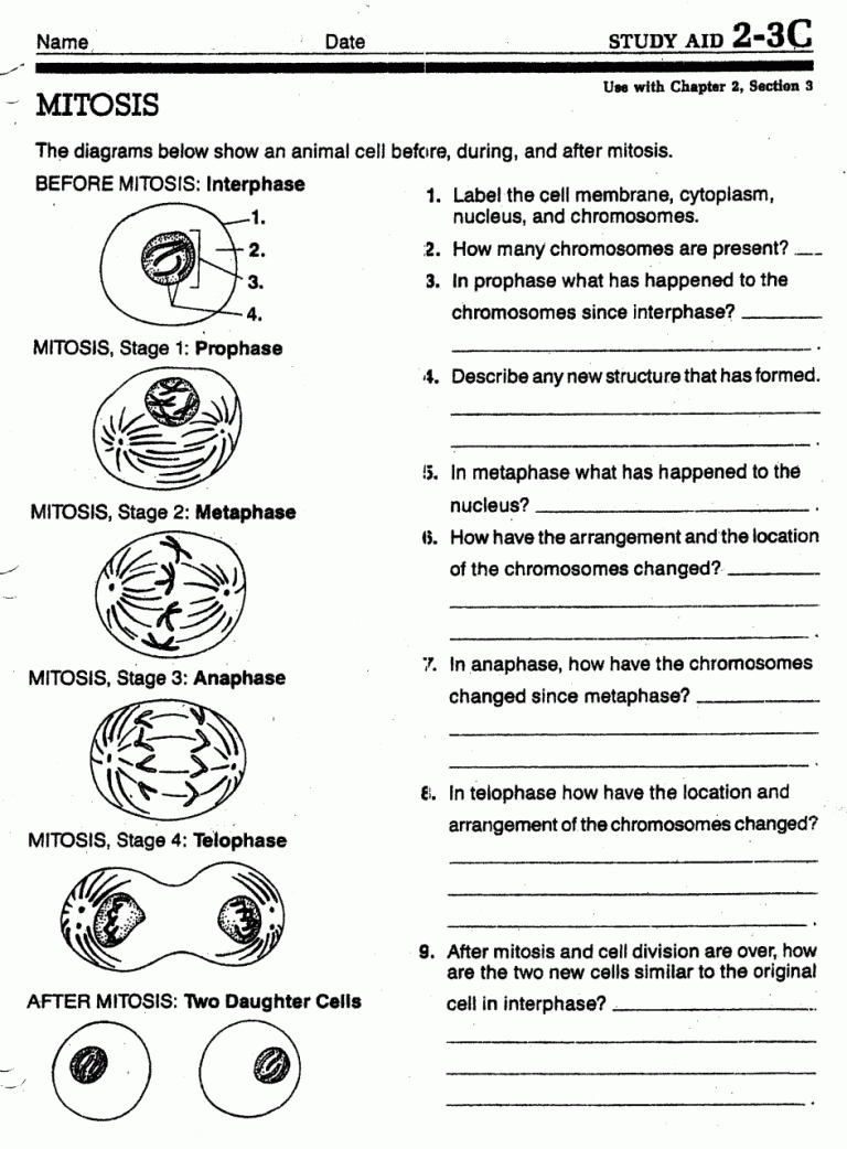 Meiosis Worksheet Pdf Answers