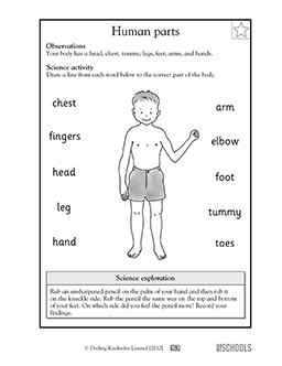 Body Part Worksheet Kindergarten