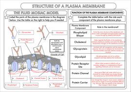 Biology Worksheets With Answers Pdf