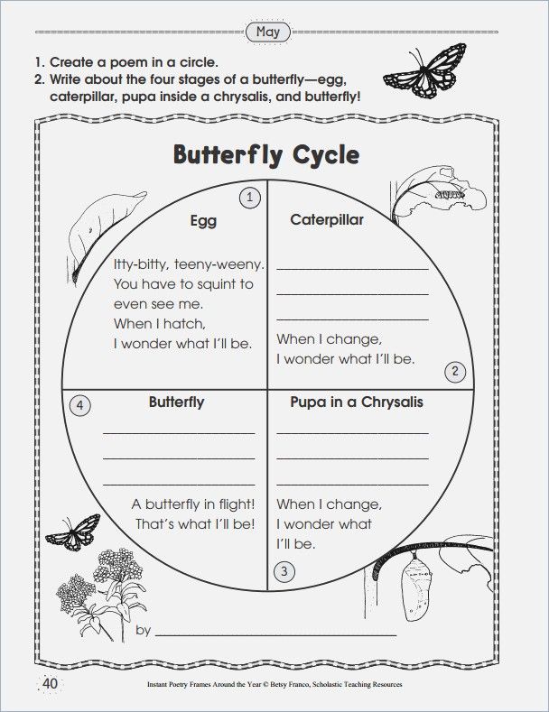 Butterfly Life Cycle Worksheet