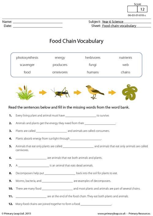 5th Grade Food Webs And Food Chains Worksheet