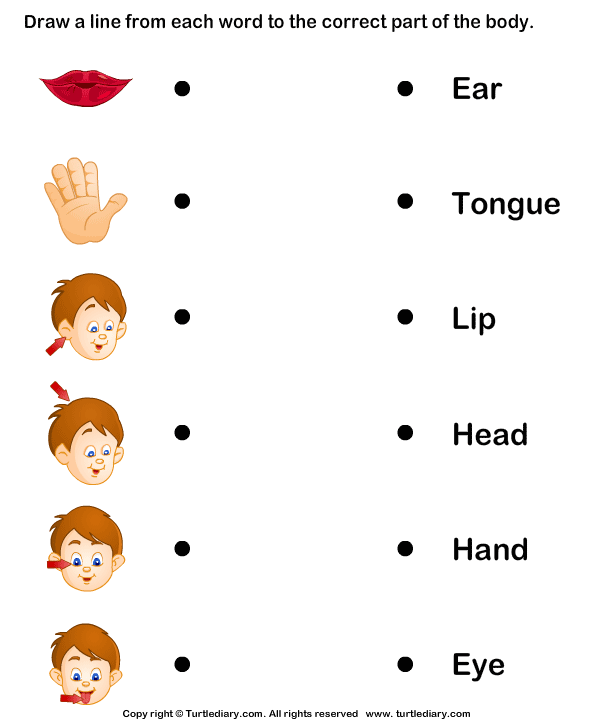 Body Worksheets For Grade 1