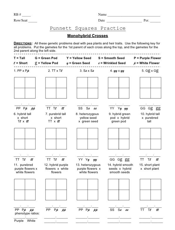 Punnett Square Worksheet 5th Grade