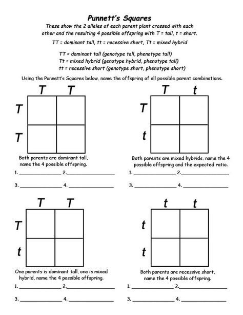 Punnett Square Worksheet